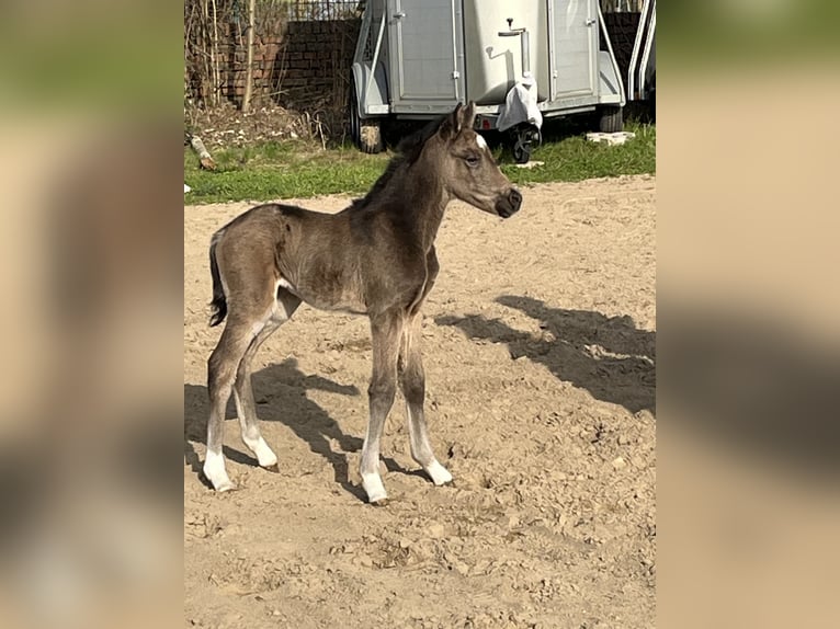 Pony tedesco Giumenta Puledri (03/2026)  in Hiddenhausen