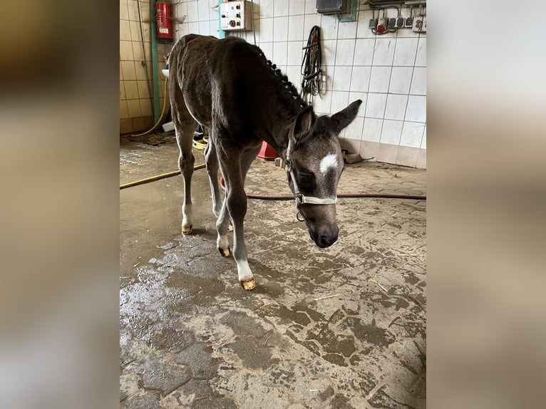 Pony tedesco Giumenta Puledri (03/2026)  in Hiddenhausen