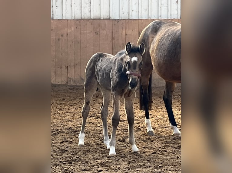 Pony tedesco Giumenta Puledri (03/2026)  in Hiddenhausen