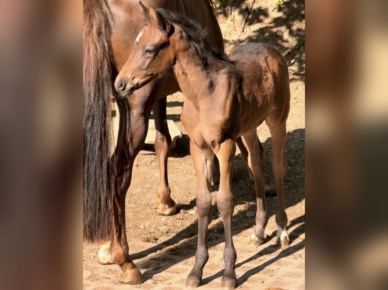 Pony tedesco Giumenta Puledri (05/2026)  in ZangbergZangberg