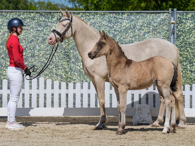 Pony tedesco Giumenta Puledri (02/2026) Falbo baio in Münster-Handorf