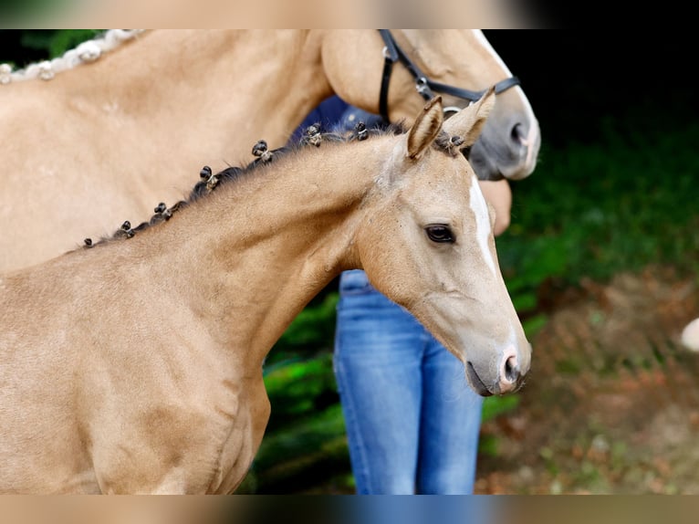 Pony tedesco Giumenta Puledri (04/2026) Falbo in Twistringen