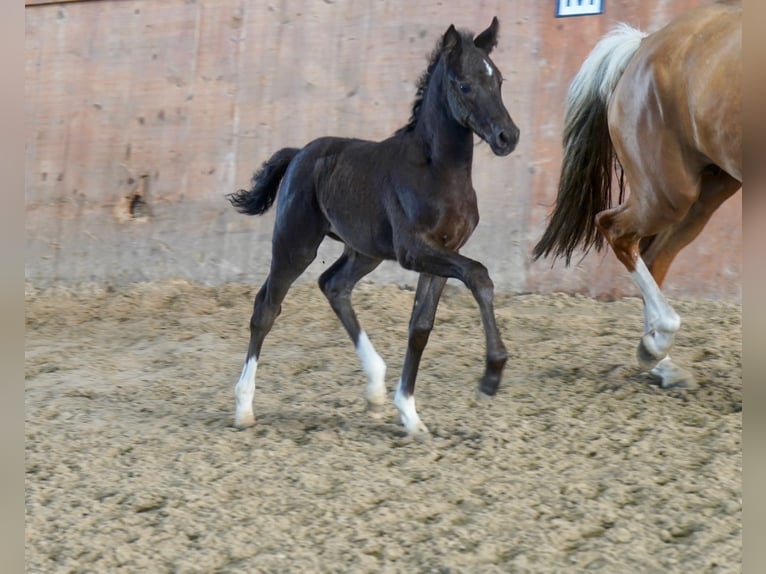 Pony tedesco Giumenta Puledri (05/2026) Morello in Wedemark