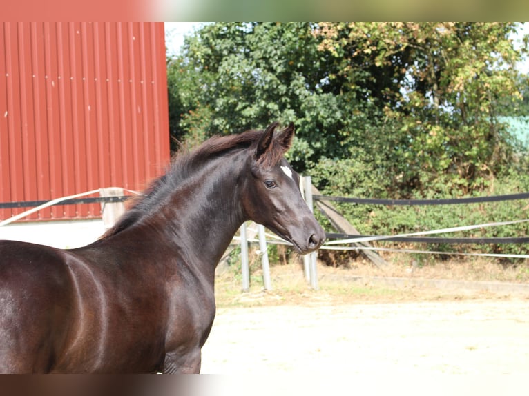 Pony tedesco Giumenta Puledri (03/2026) Morello in Olfen
