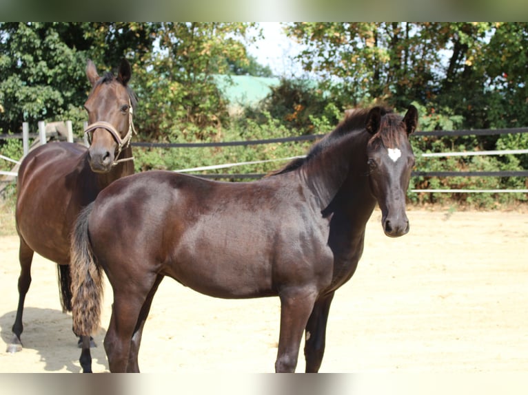 Pony tedesco Giumenta Puledri (03/2026) Morello in Olfen