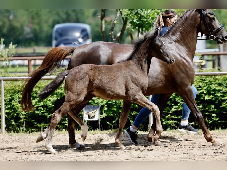 Pony tedesco Giumenta Puledri (03/2026) Morello in Uplengen