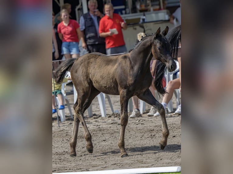 Pony tedesco Giumenta Puledri (04/2026) Morello in Brünzow