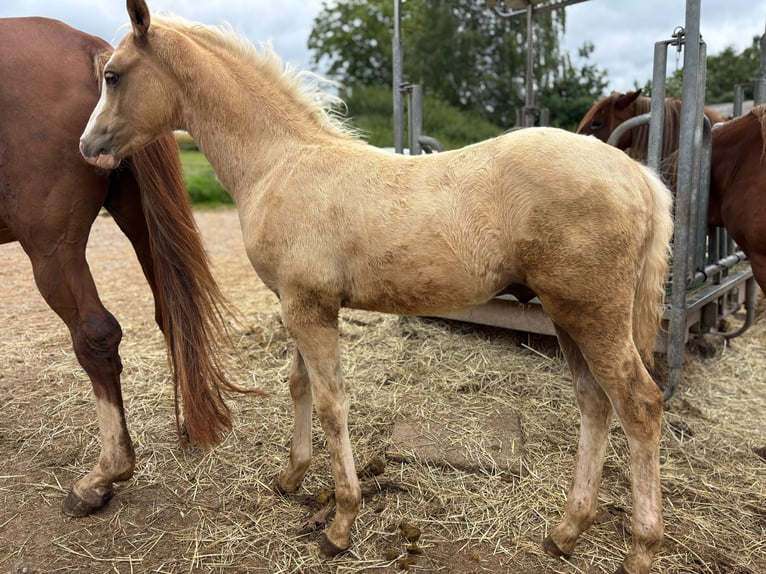 Pony tedesco Giumenta Puledri (04/2026) Palomino in Derenta