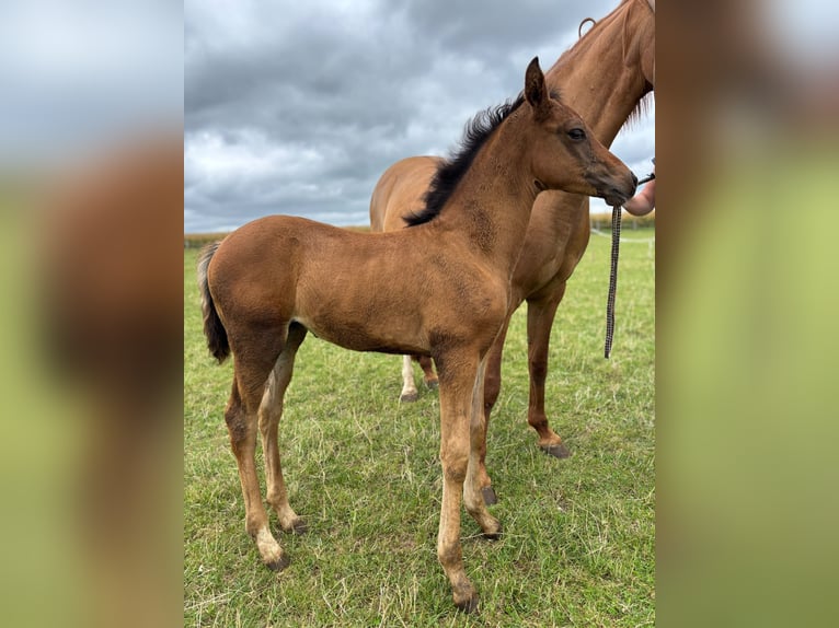 Pony tedesco Giumenta Puledri (04/2026) Palomino in Derenta