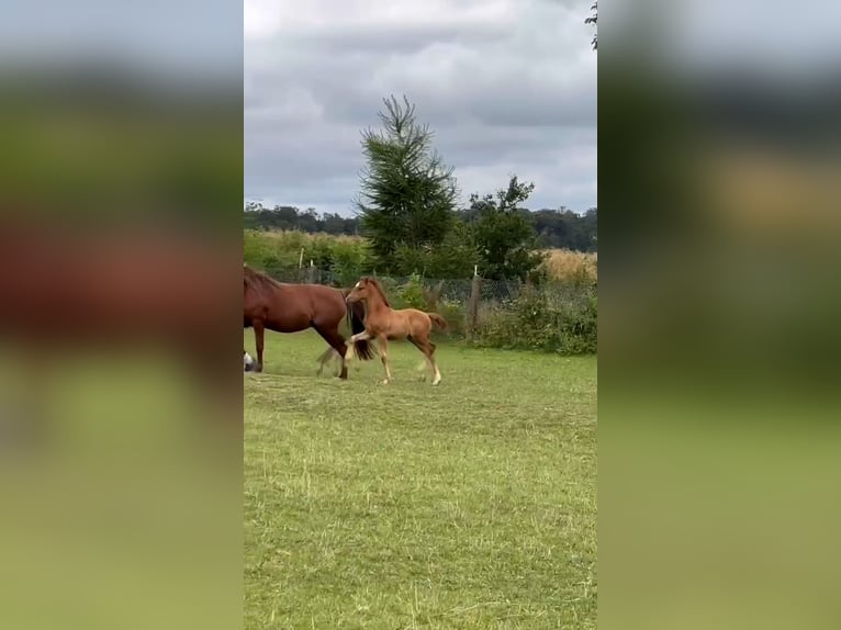 Pony tedesco Giumenta Puledri (04/2026) Palomino in Derenta