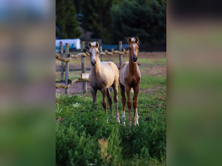 Pony tedesco Giumenta Puledri (05/2026) Palomino in Groß Kreutz