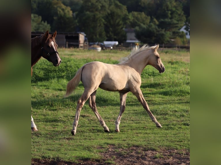 Pony tedesco Giumenta Puledri (05/2026) Palomino in Groß Kreutz