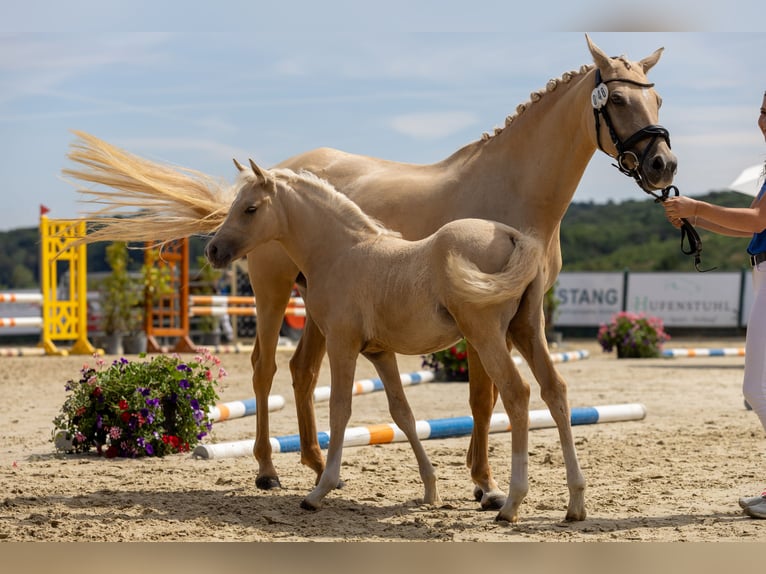 Pony tedesco Giumenta Puledri (05/2026) Palomino in Overath