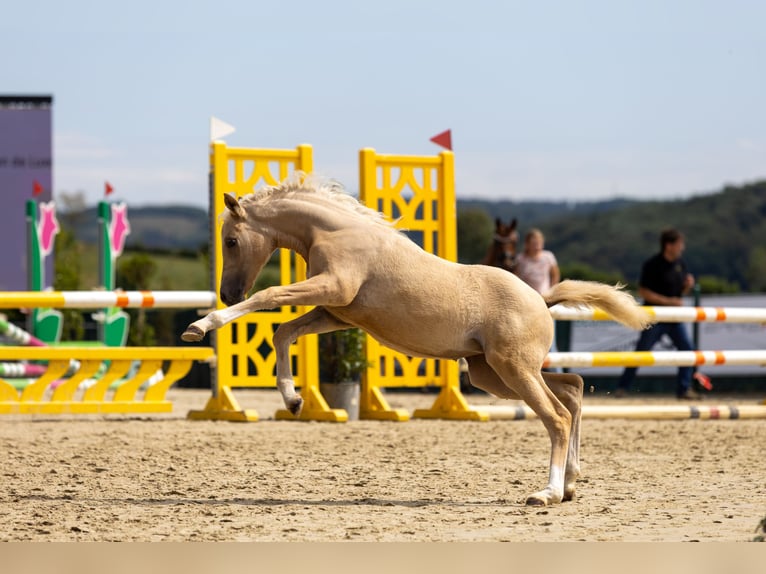 Pony tedesco Giumenta Puledri (05/2026) Palomino in Overath