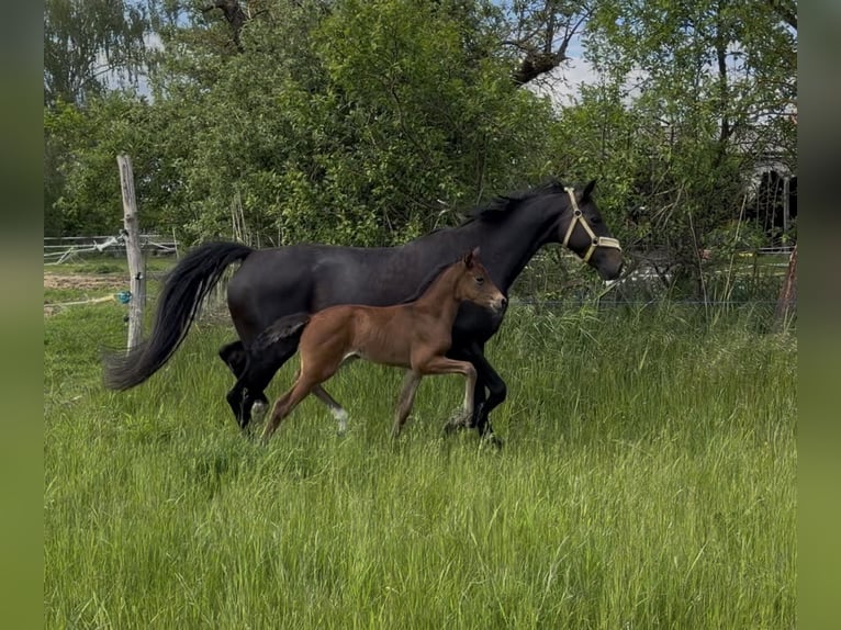 Pony tedesco Giumenta Puledri (04/2026) Pelle di daino in Mannhausen