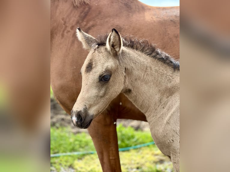 Pony tedesco Giumenta Puledri (04/2026) Pelle di daino in Mannhausen