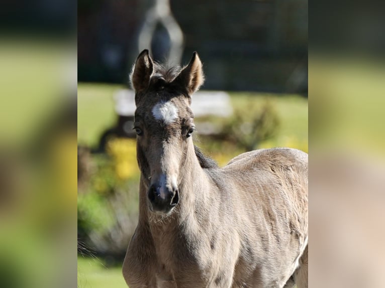 Pony tedesco Giumenta Puledri (03/2026) Pelle di daino in Göttingen