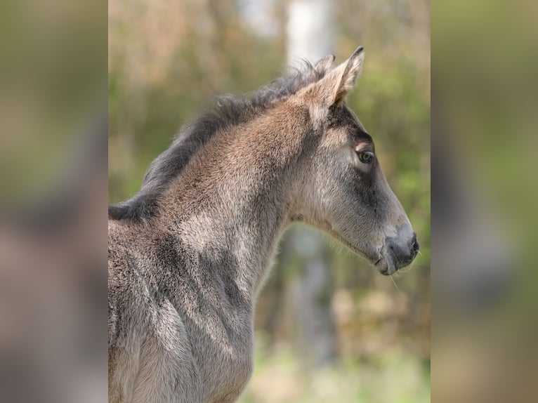 Pony tedesco Giumenta Puledri (03/2026) Pelle di daino in Göttingen