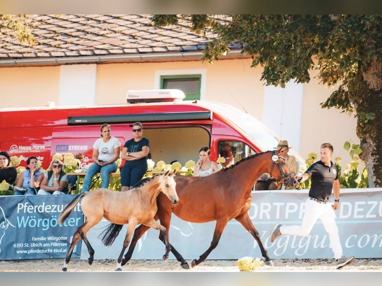 Pony tedesco Giumenta Puledri (05/2025) Pelle di daino in Pitten Pony tedesco Giumenta Puledri (05/2025) Pelle di daino in Pitten