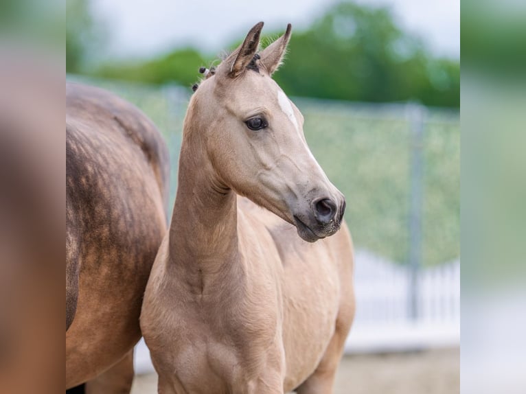 Pony tedesco Giumenta Puledri (02/2026) Pelle di daino in Mnster-Handorf