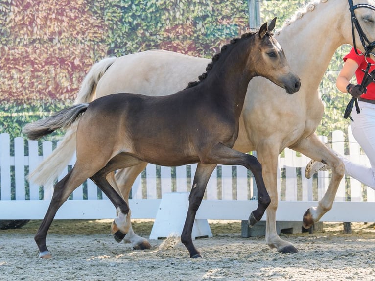 Pony tedesco Giumenta Puledri (02/2026) Pelle di daino in Mnster-Handorf