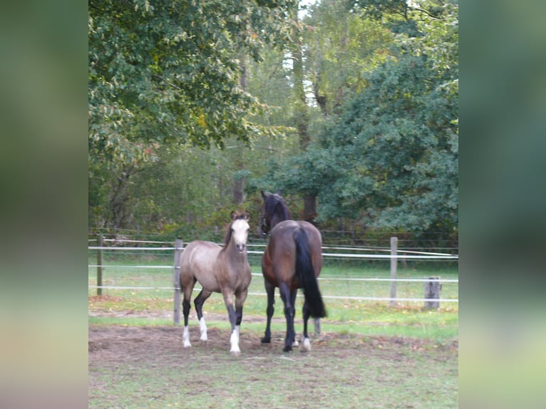 Pony tedesco Giumenta Puledri (04/2026) Pelle di daino in Geldern