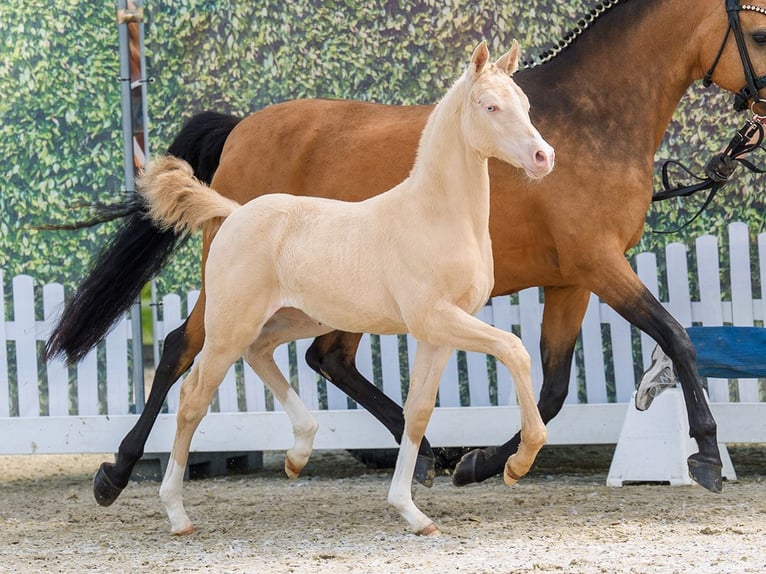 Pony tedesco Giumenta Puledri (03/2026) Perlino in Mnster-Handorf