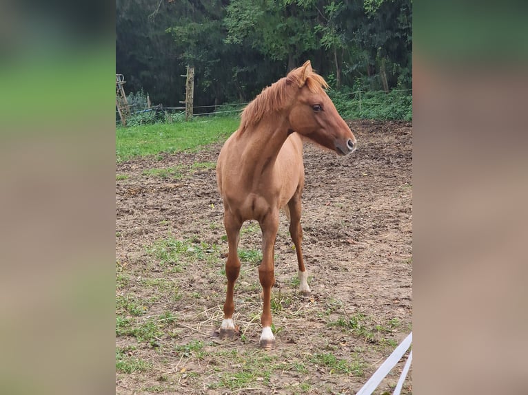 Pony tedesco Giumenta Puledri (04/2024) Red dun in Sinzig