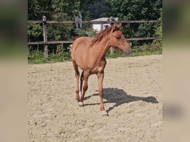 Pony tedesco Giumenta Puledri (04/2024) Red dun in Sinzig