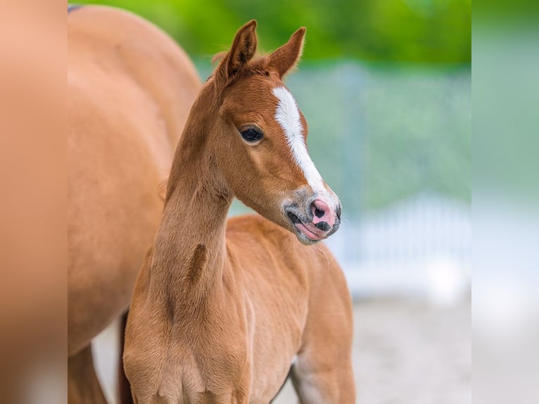 Pony tedesco Giumenta Puledri (04/2026) Red dun in Mnster-Handorf