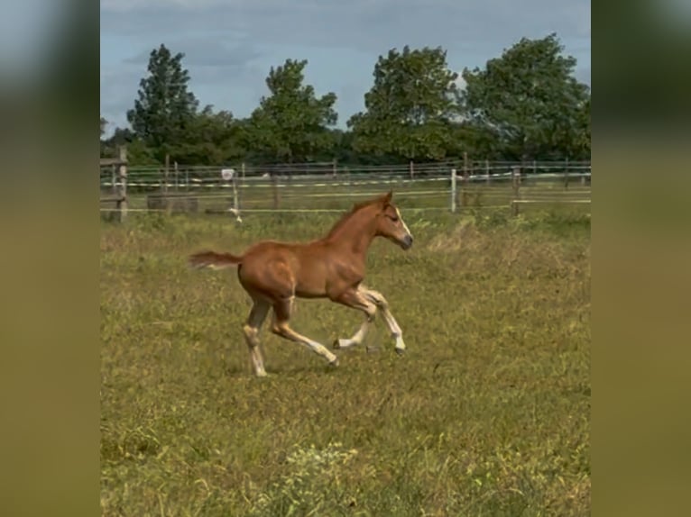 Pony tedesco Giumenta Puledri (05/2026) Sauro in Teutschenthal