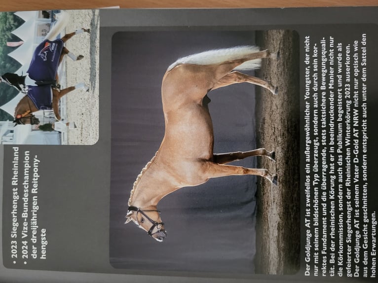 Pony tedesco Giumenta  Sauro in L&#xFC;dinghausen