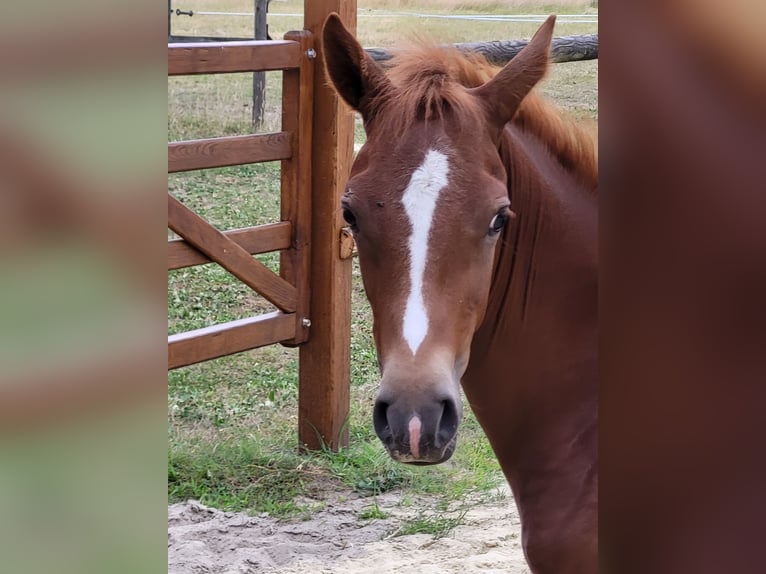 Pony tedesco Giumenta  Sauro in L&#xFC;dinghausen