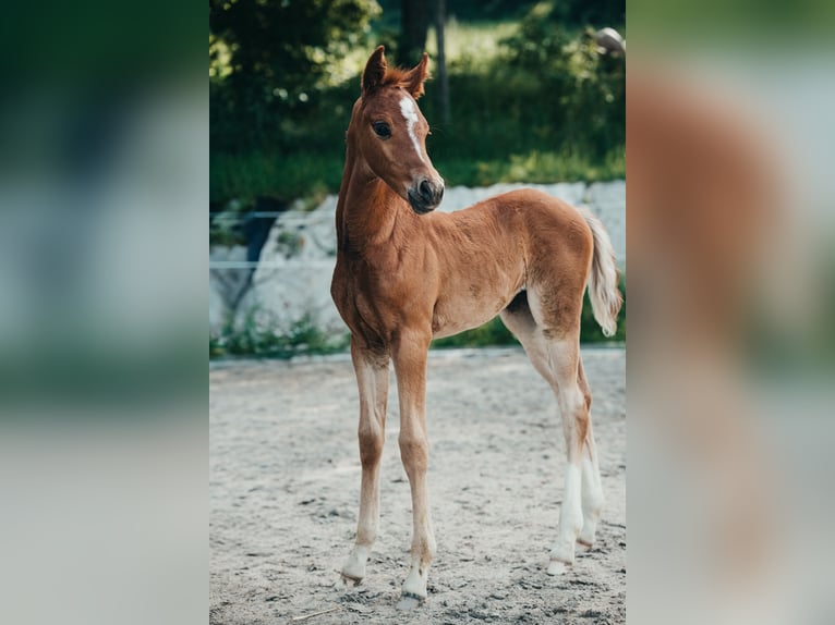 Pony tedesco Giumenta Puledri (04/2026) Sauro in Karbach