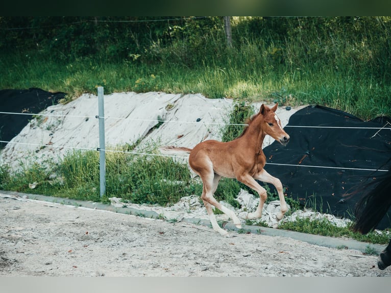Pony tedesco Giumenta Puledri (04/2026) Sauro in Karbach