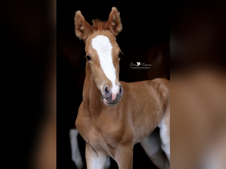 Pony tedesco Giumenta  Sauro in Neuenkirchen-V&#xF6;rden