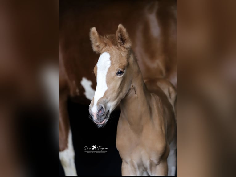 Pony tedesco Giumenta  Sauro in Neuenkirchen-V&#xF6;rden