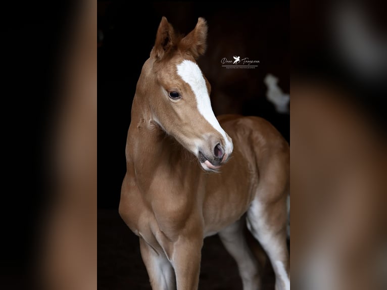 Pony tedesco Giumenta  Sauro in Neuenkirchen-V&#xF6;rden