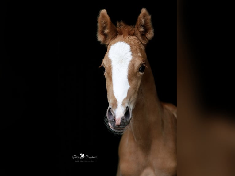 Pony tedesco Giumenta  Sauro in Neuenkirchen-V&#xF6;rden