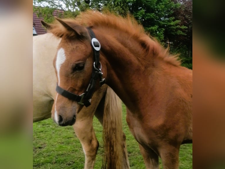 Pony tedesco Giumenta Puledri (01/2026) Sauro in Viöl