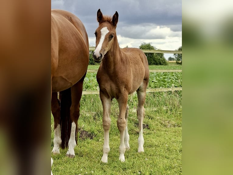 Pony tedesco Giumenta Puledri (04/2026) Sauro in Haren