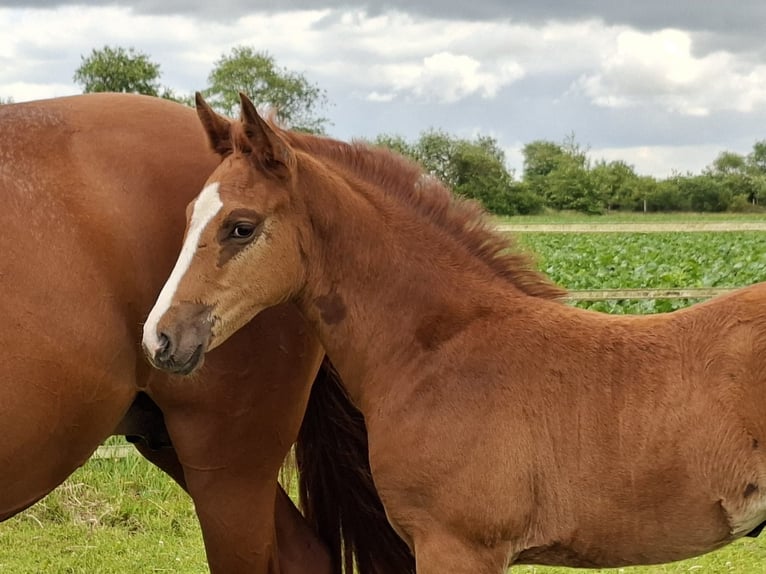 Pony tedesco Giumenta Puledri (04/2026) Sauro in Haren