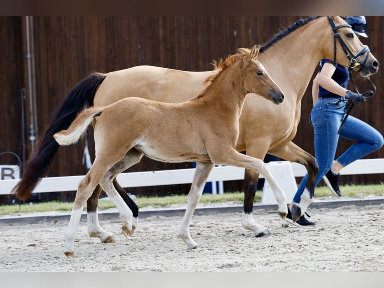 Pony tedesco Giumenta Puledri (04/2026) Sauro in Insel Poel