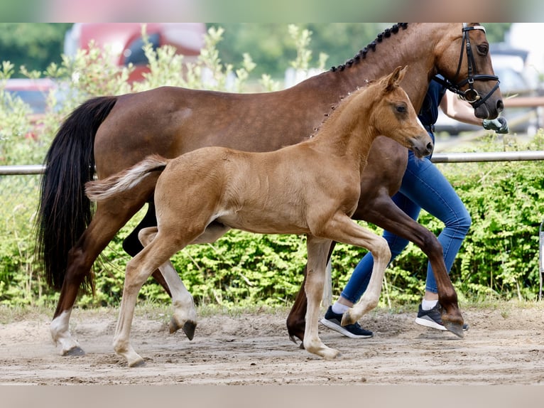Pony tedesco Giumenta Puledri (05/2026) Sauro in Varel