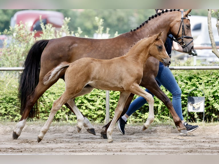 Pony tedesco Giumenta Puledri (05/2026) Sauro in Varel