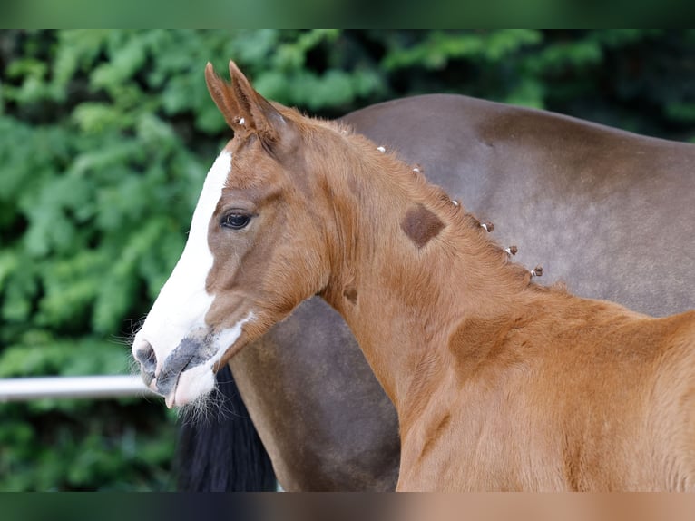 Pony tedesco Giumenta Puledri (03/2026) Sauro in Westerstede