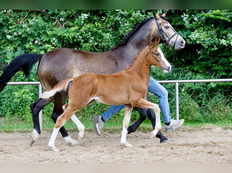 Pony tedesco Giumenta Puledri (03/2026) Sauro in Westerstede