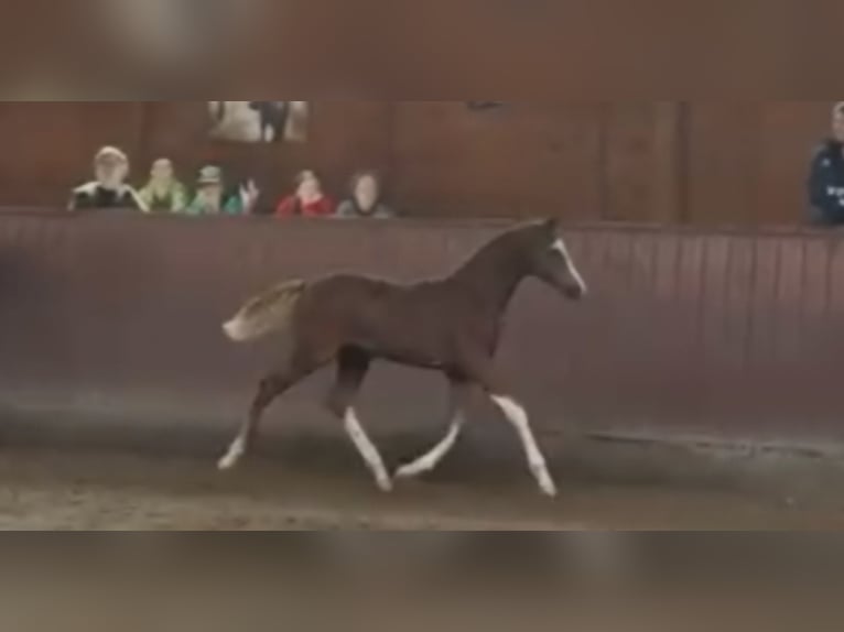 Pony tedesco Giumenta Puledri (04/2025) Sauro in Marienfels