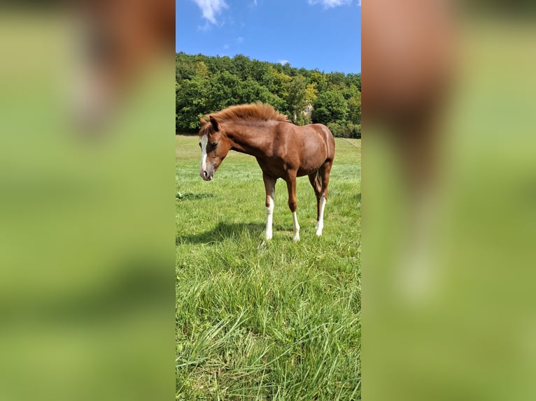 Pony tedesco Giumenta Puledri (04/2025) Sauro in Marienfels