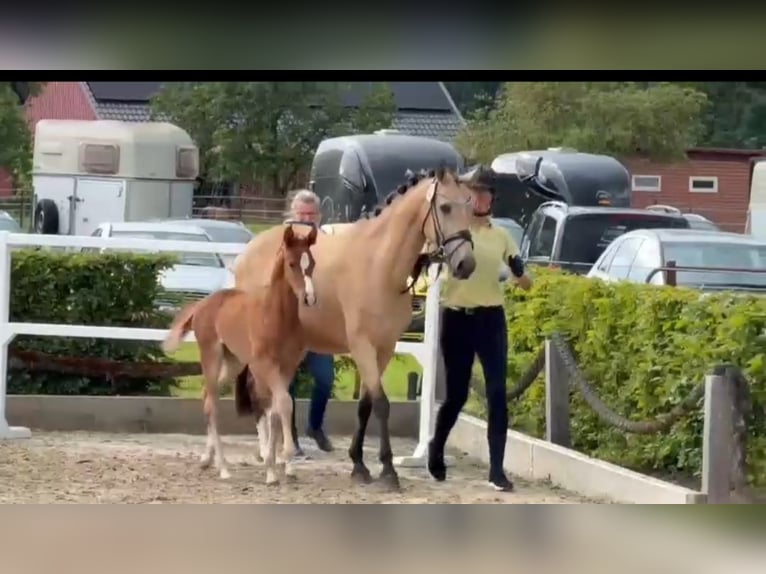 Pony tedesco Giumenta Puledri (05/2026) Sauro scuro in Bippen